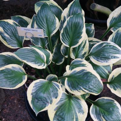 Hosta 'Olympic Glacier'